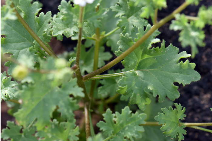 Emory's Rockdaisy leaves are green and variable in shape; either heart- or triangular-shaped and the leaf edges may be deeply toothed, deeply cut or divided. Perityle emoryi